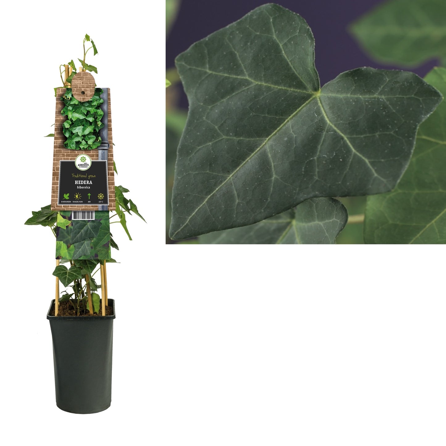 Klimop Hedera hibernica - Klimplanten