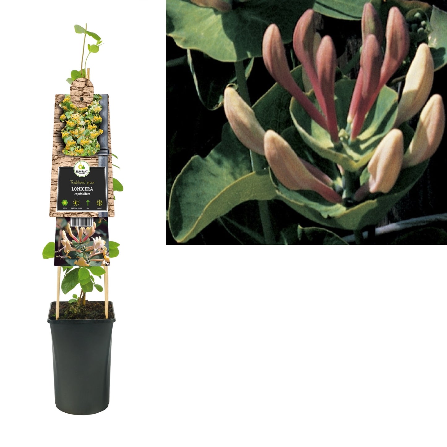 Klimplant Lonicera caprifolium (kamperfoelie) - Klimplanten