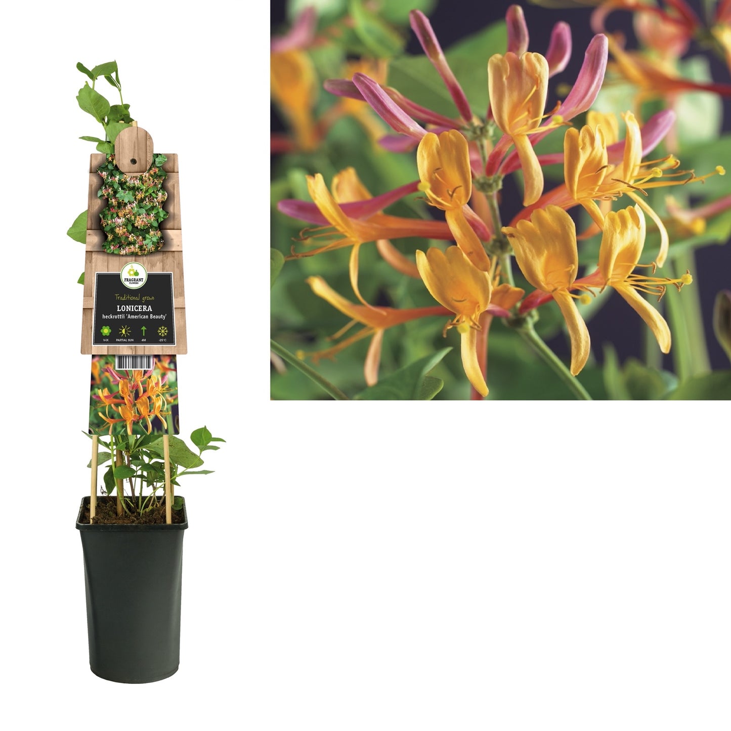 Klimplant Lonicera heckrottii American Beauty (kamperfoelie) - Klimplanten