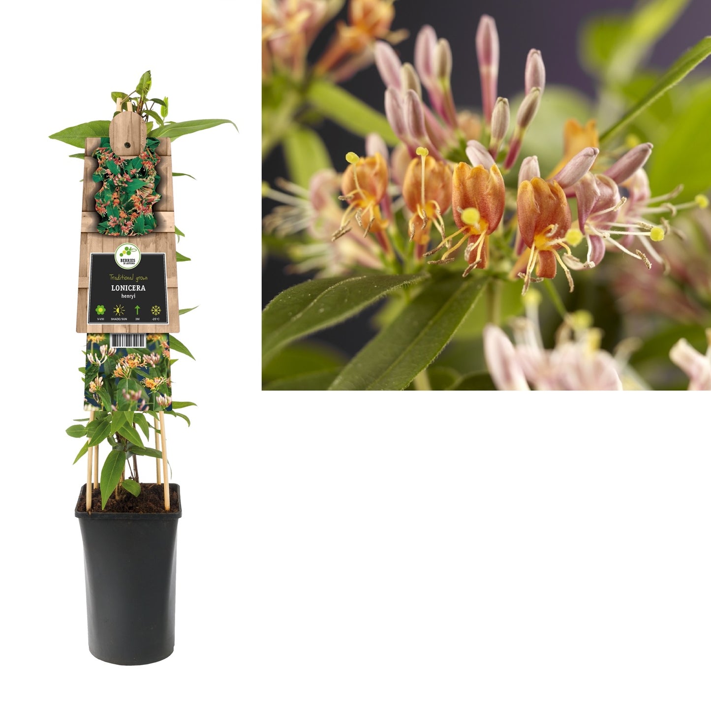 Groenblijvende Klimplant Lonicera henryi (kamperfoelie) - Klimplanten