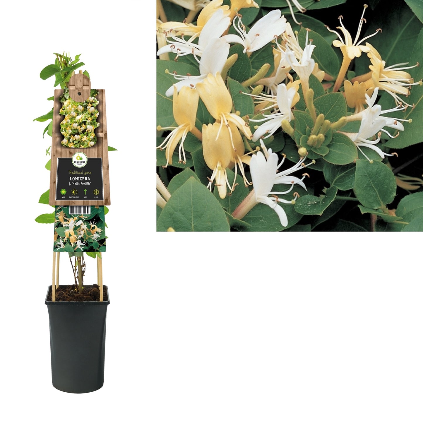 Klimplant Lonicera j. Hall s Prolific (kamperfoelie) - Klimplanten