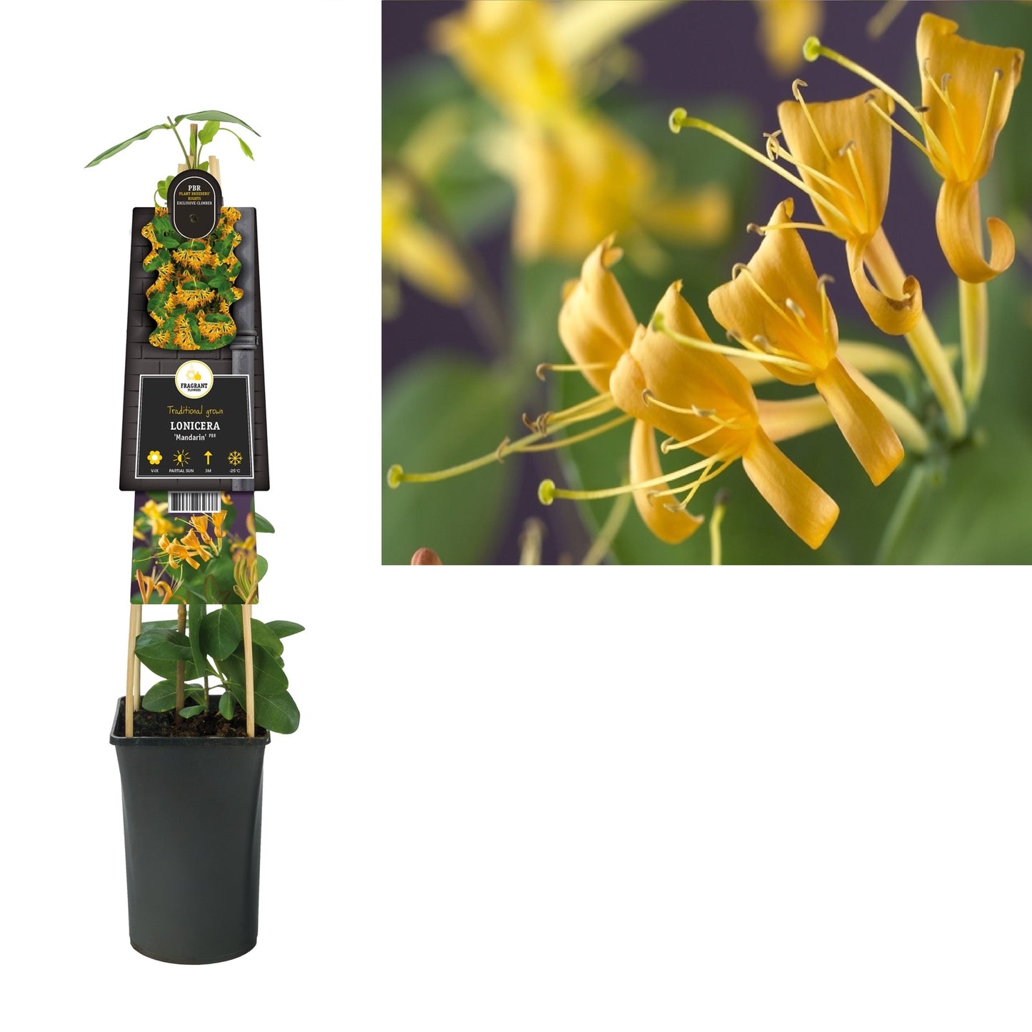 Klimplant Lonicera Mandarin PBR (kamperfoelie) - Klimplanten