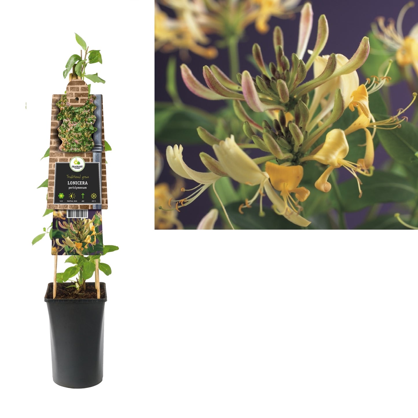 Klimplant Lonicera periclymenum (kamperfoelie) - Klimplanten