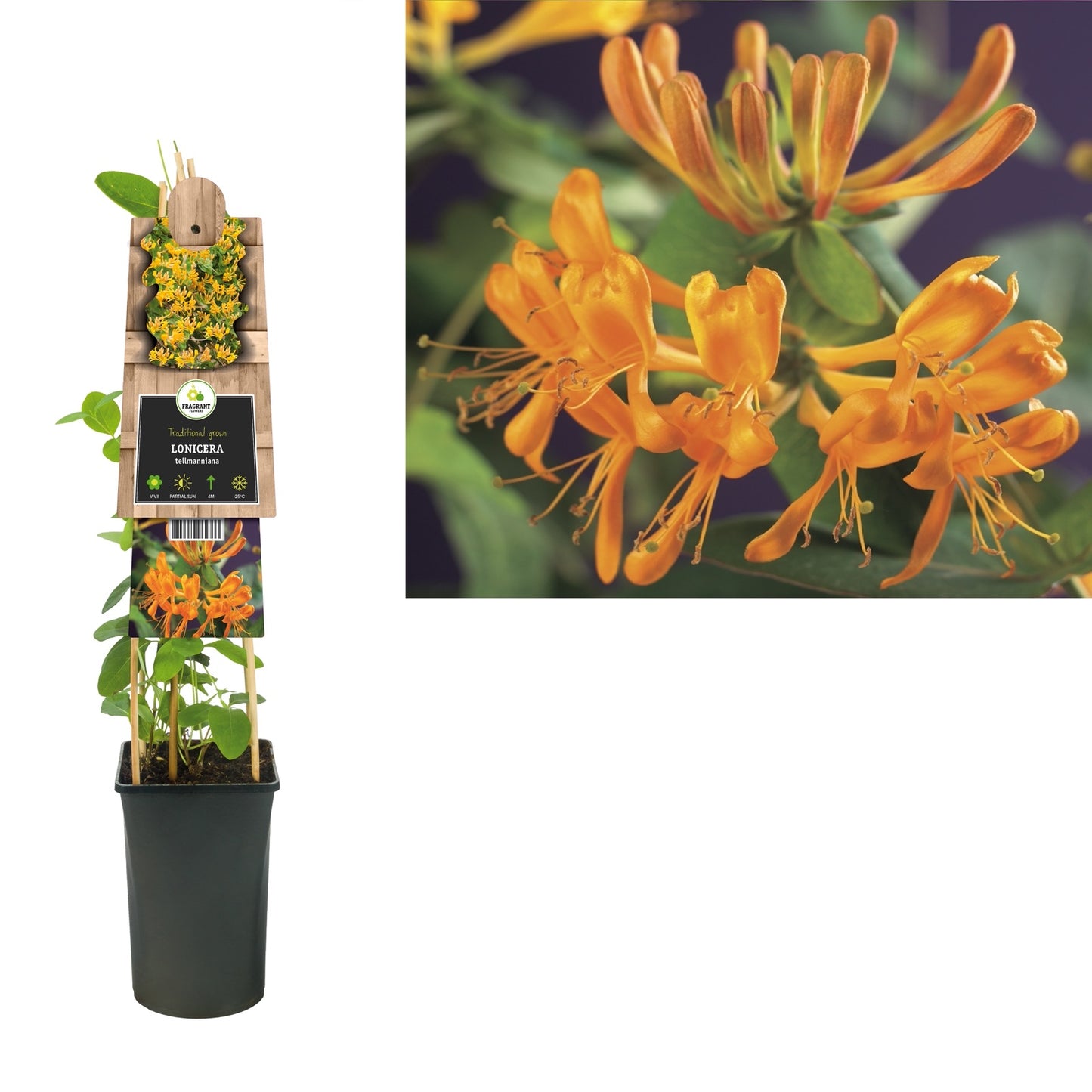 Klimplant Lonicera tellmanniana (kamperfoelie) - Klimplanten