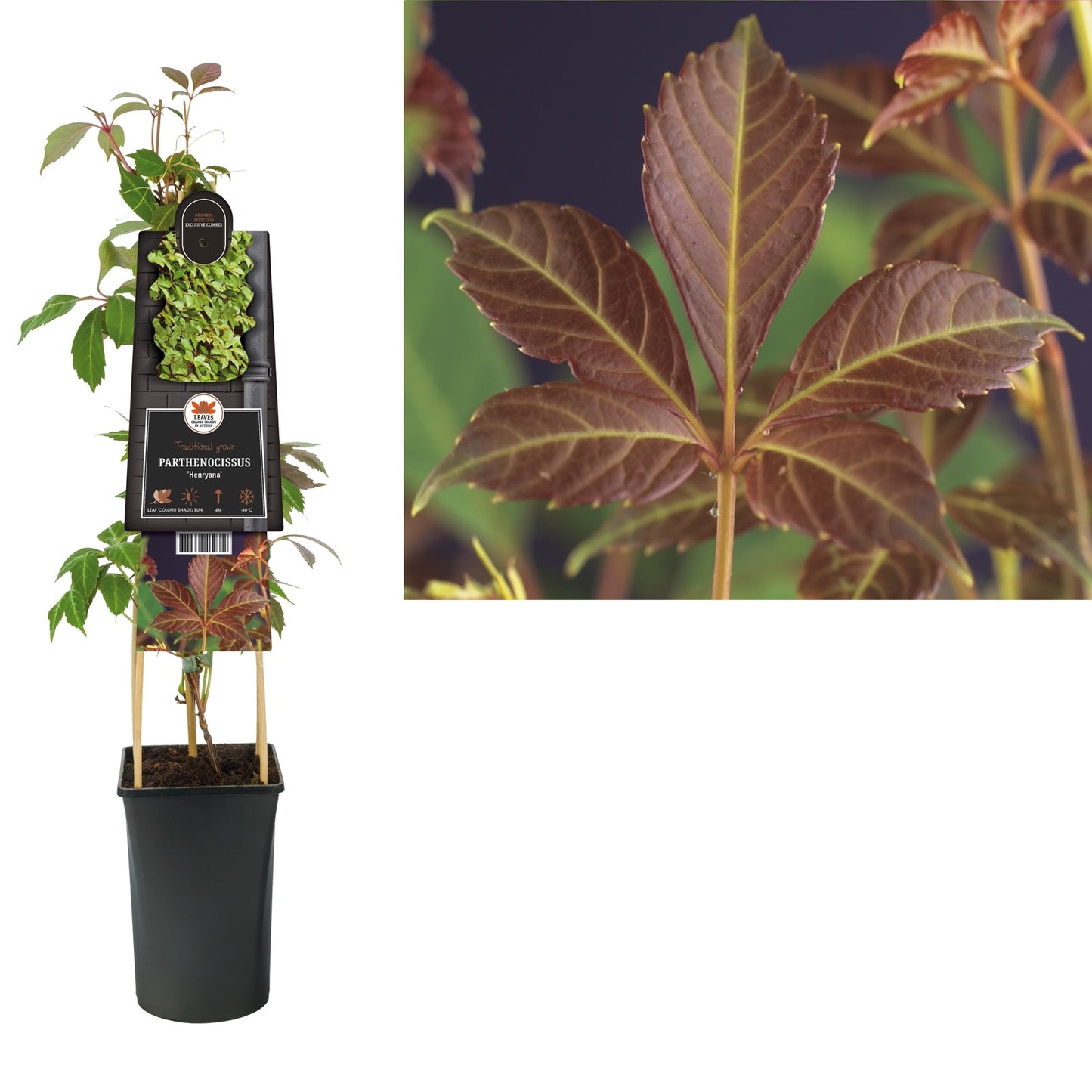 Klimplant Parthenocissus Henryana (wilde wingerd) - Klimplanten