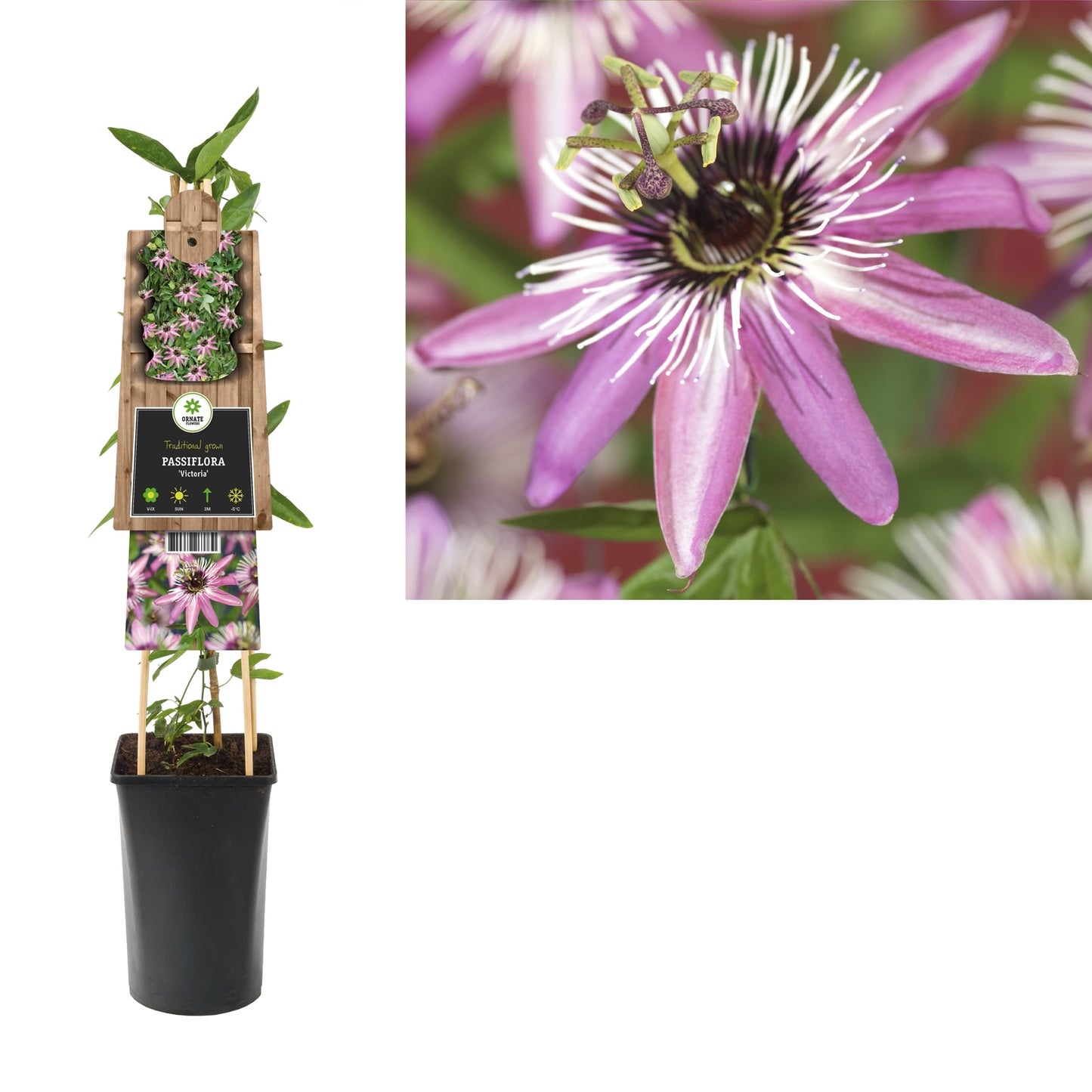 Klimplant Passiflora Victoria (passiebloem) - Klimplanten