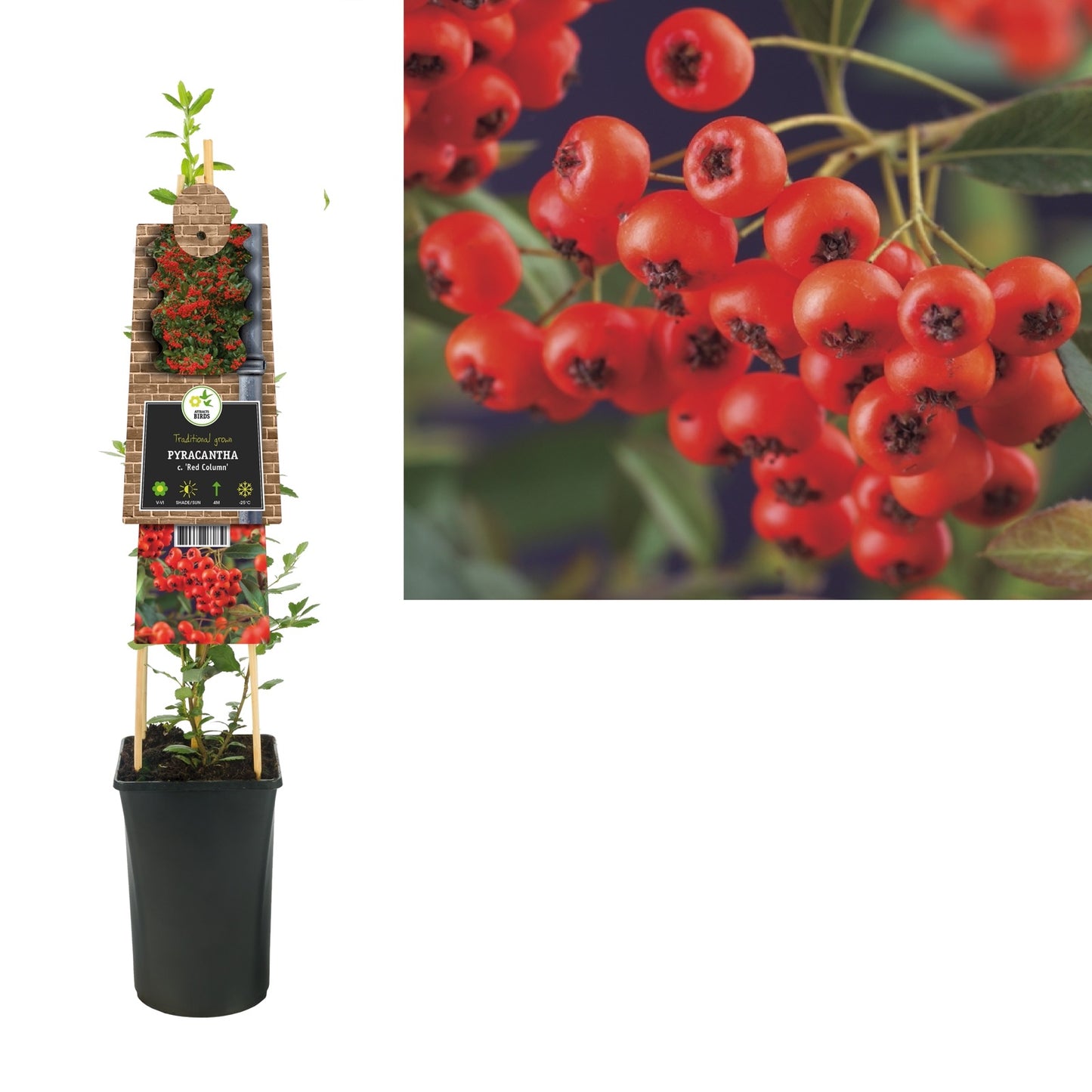 Klimplant Pyracantha c. Red Column (vuurdoorn) - Klimplanten