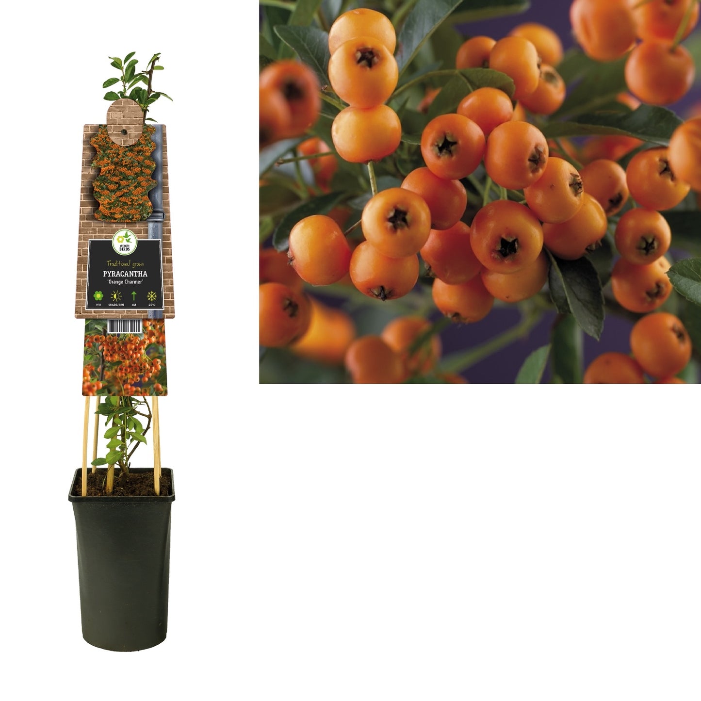 Klimplant Pyracantha Golden Charmer (vuurdoorn) - Klimplanten