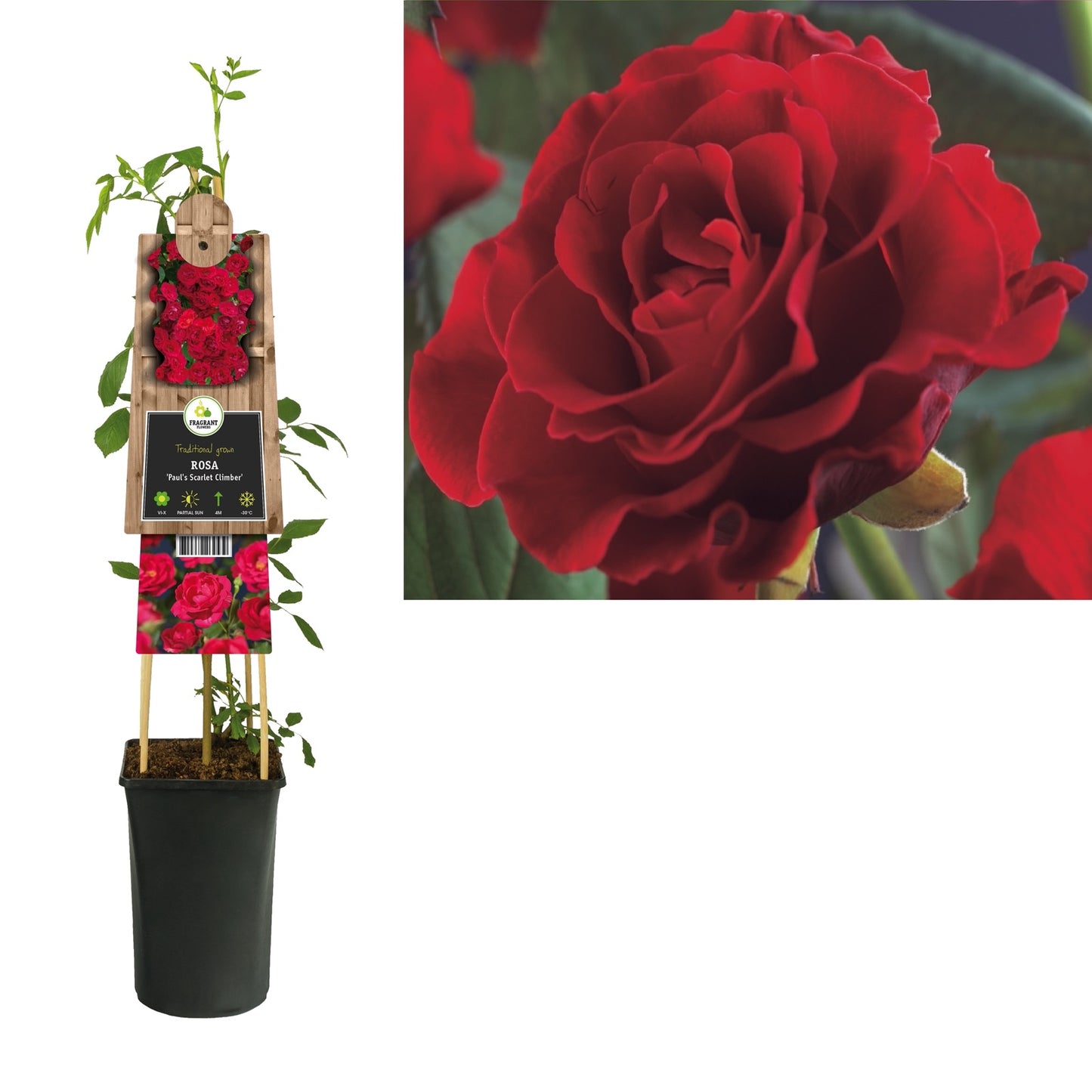 Klimplant Rosa Paul s Scarlet Climber (Klimroos) - Klimplanten
