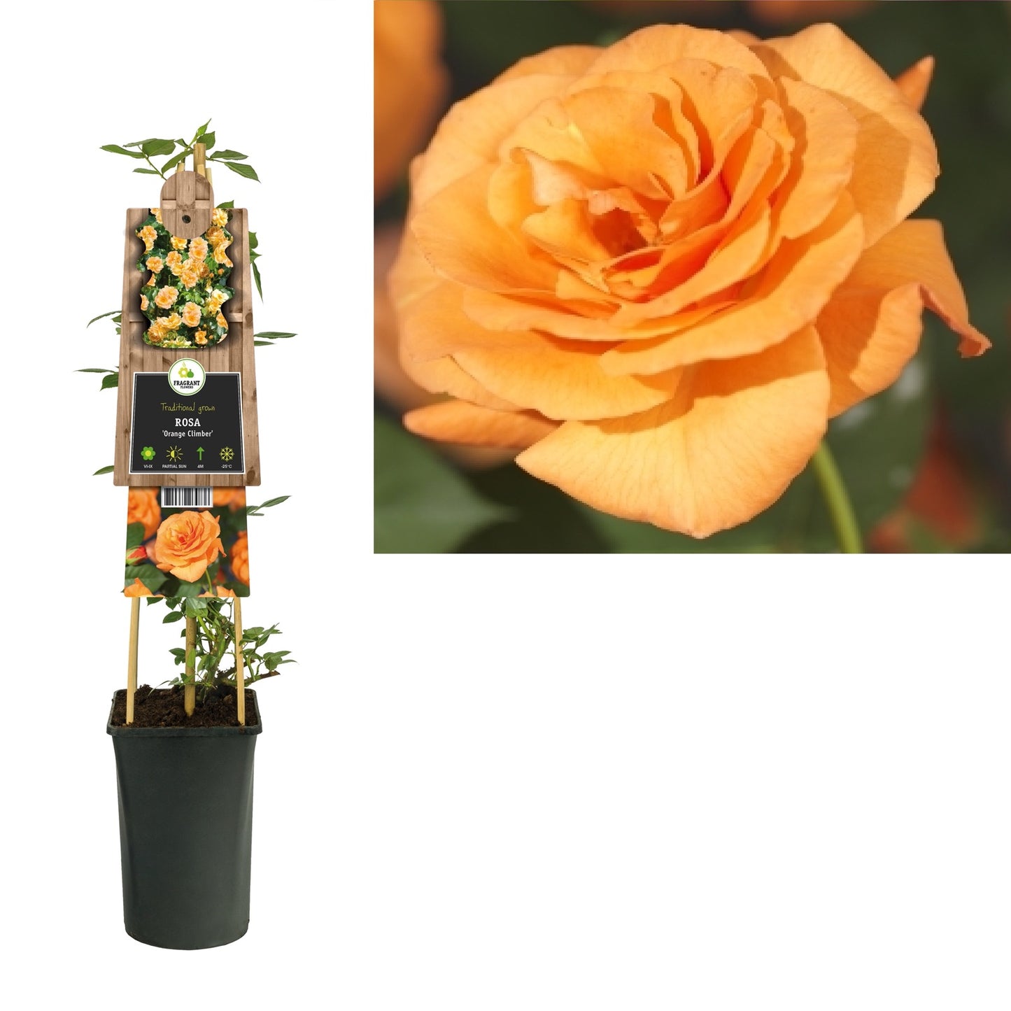 Klimplant Rosa Orange Climber (Klimroos) - Klimplanten