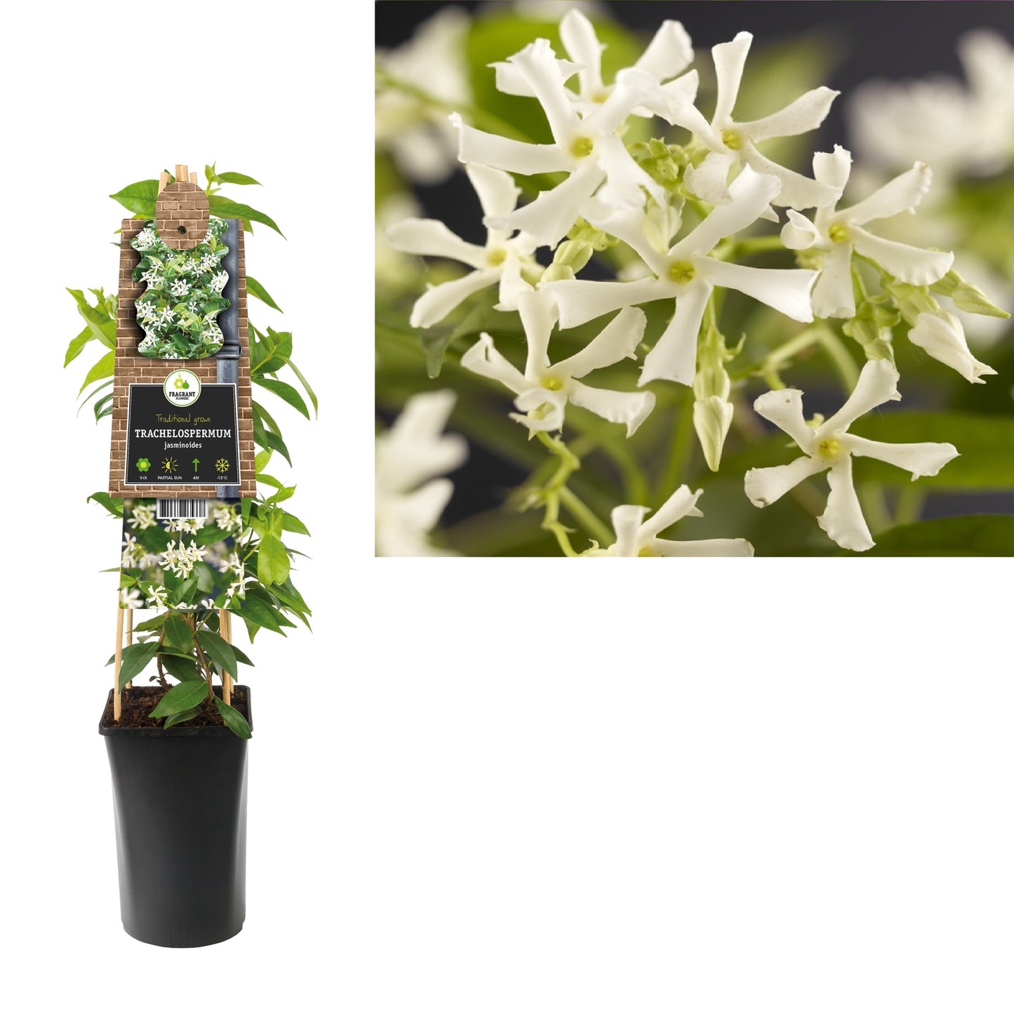 Klimplant Trachelospermum jasminoides (toscaanse jasmijn) - Klimplanten