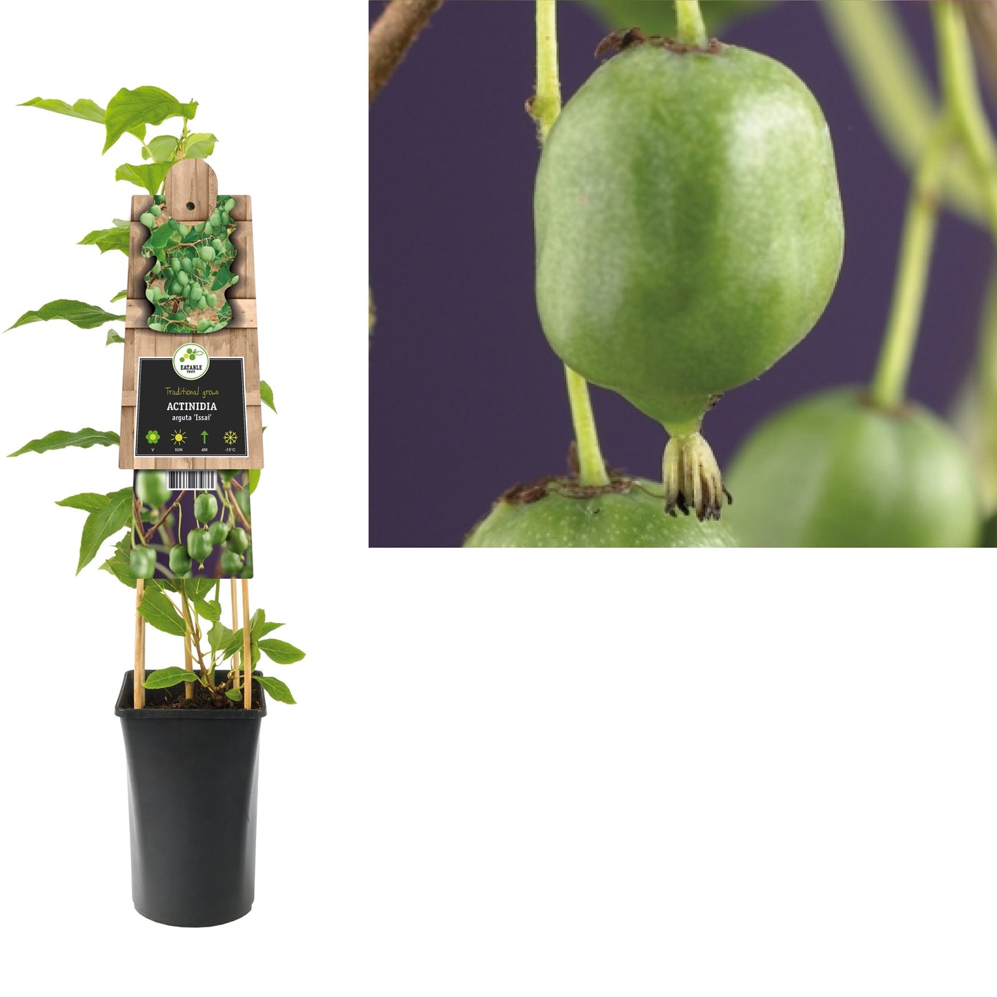 Klimplant Actinidia arguta Issai (kiwi) - Klimplanten
