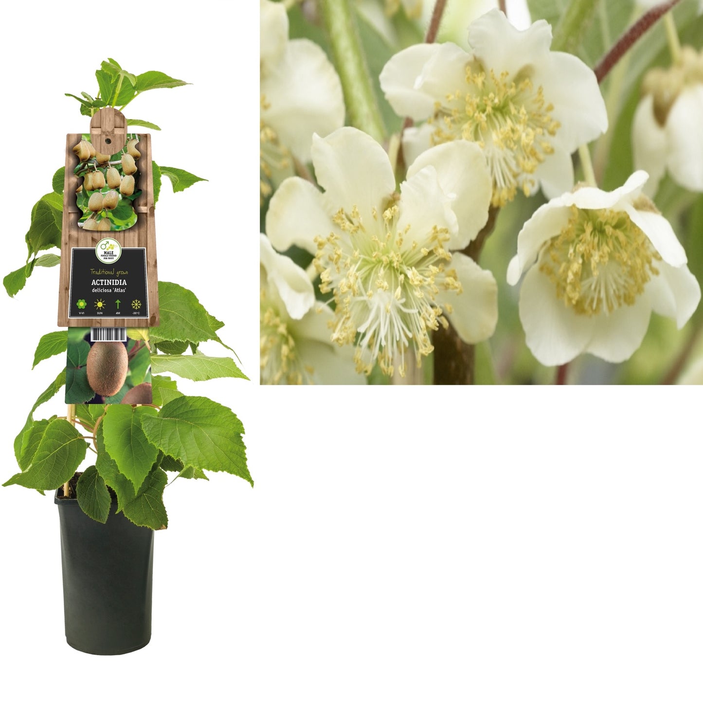 Klimplant Actinidia deliciosa Atlas (kiwi) - Klimplanten