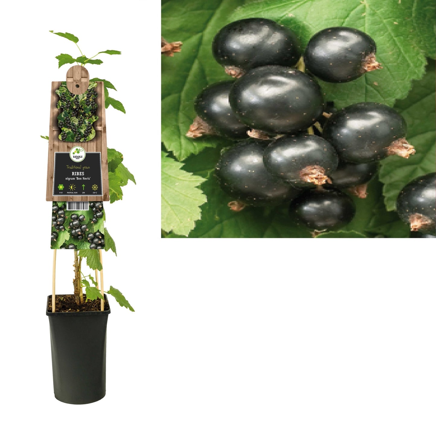 Klimplant Ribes nigrum Ben Nevis (zwarte bes) - Klimplanten