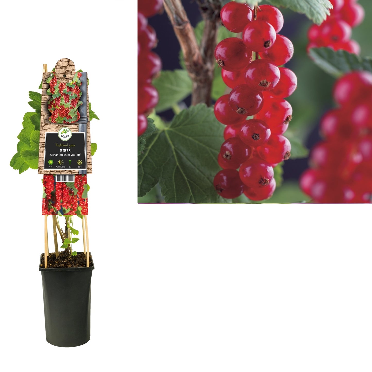 Klimplant Ribes rubrum Jonkheer van Tets (rode aalbes) - Klimplanten