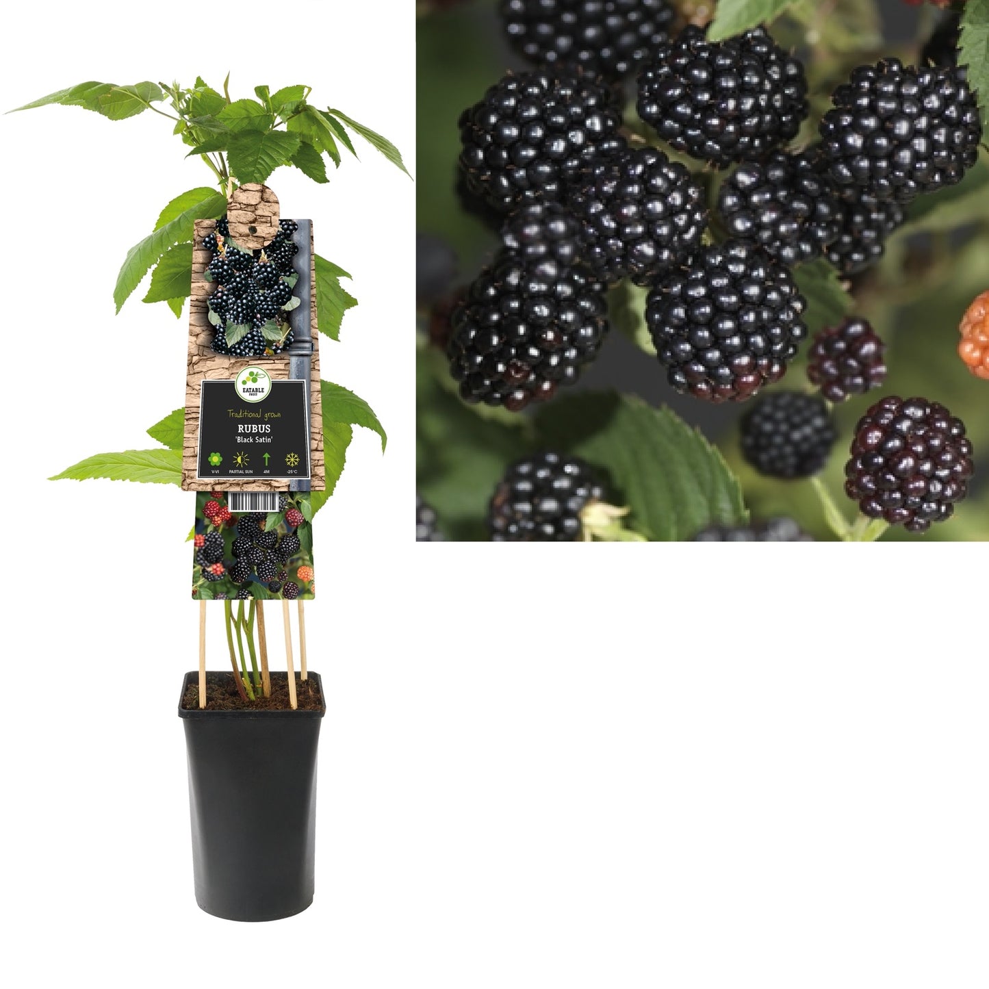 Klimplant Rubus Black Satin (doornloze braam) - Klimplanten