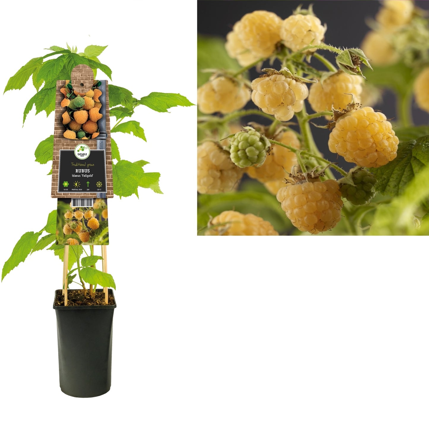 Klimplant Rubus idaeus Fallgold (framboos) - Klimplanten