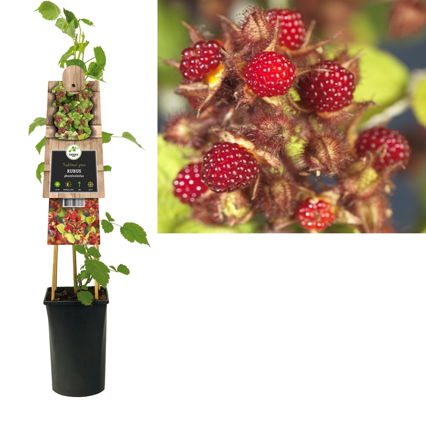 Klimplant Rubus phoenicolasius (japanse wijnbes) - Klimplanten