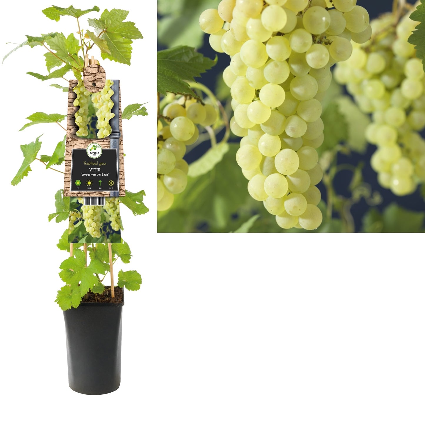 Klimplant Vitis Vroege van der Laan (druif) - Klimplanten