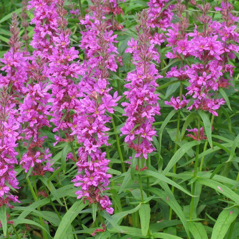 Kattestaart (Lythrum salicaria 'Robert') - Tuinplanten