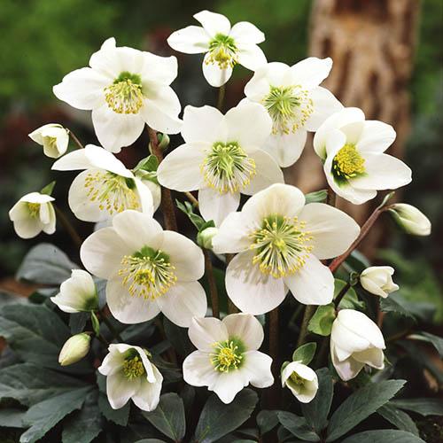 Kerstroos (Helleborus niger) - Tuinplanten