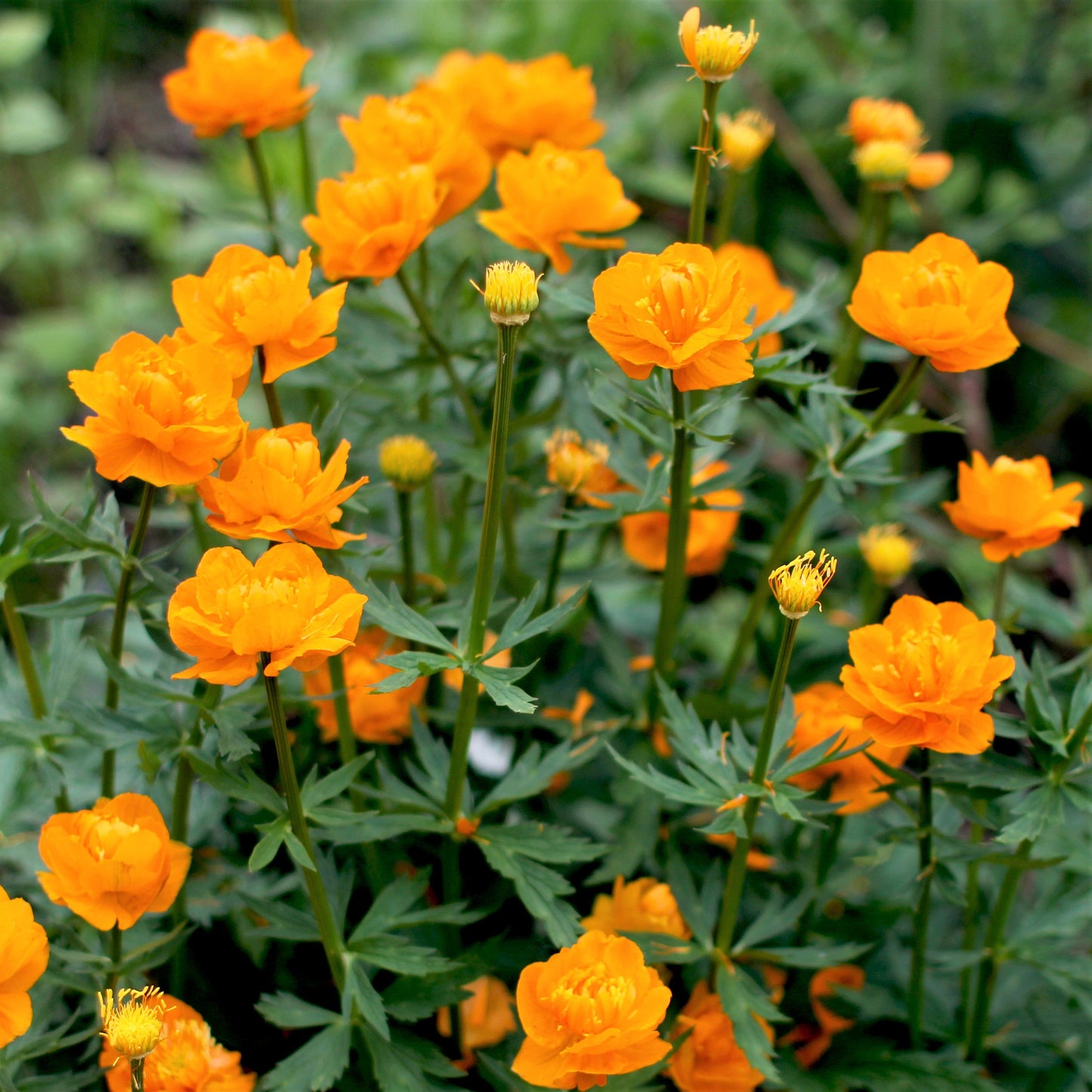Kogelbloem (Trollius chinensis 'Golden Queen') - Tuinplanten