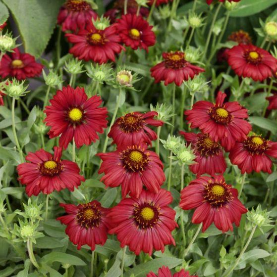 Kokardebloem (Gaillardia 'Burgunder') - Tuinplanten