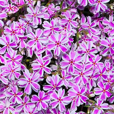Kruipphlox (Phlox (S) 'Candy Stripes') - Tuinplanten
