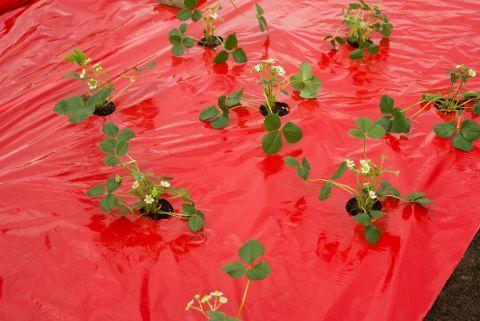 Kweekfolie voor aardbeien rood - Kweekbenodigdheden