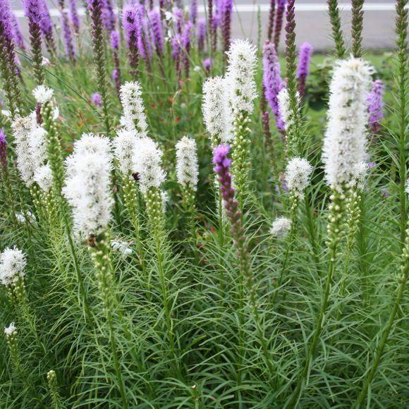 Lampepoetser (Liatris spicata 'Floristan Weiss') - Tuinplanten