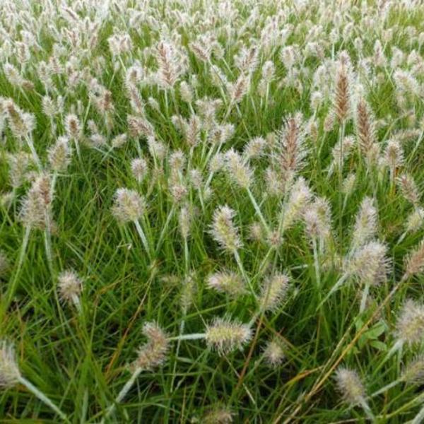Lampepoetsersgras (Pennisetum alopecuroides 'JS Dance With Me) - Tuinplanten