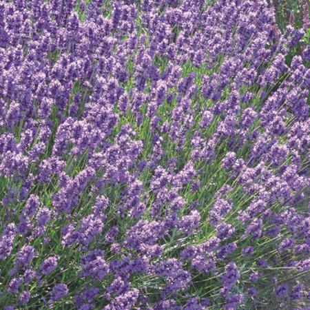 Lavendel (Lavandula angustifolia 'Dwarf Blue') - Tuinplanten