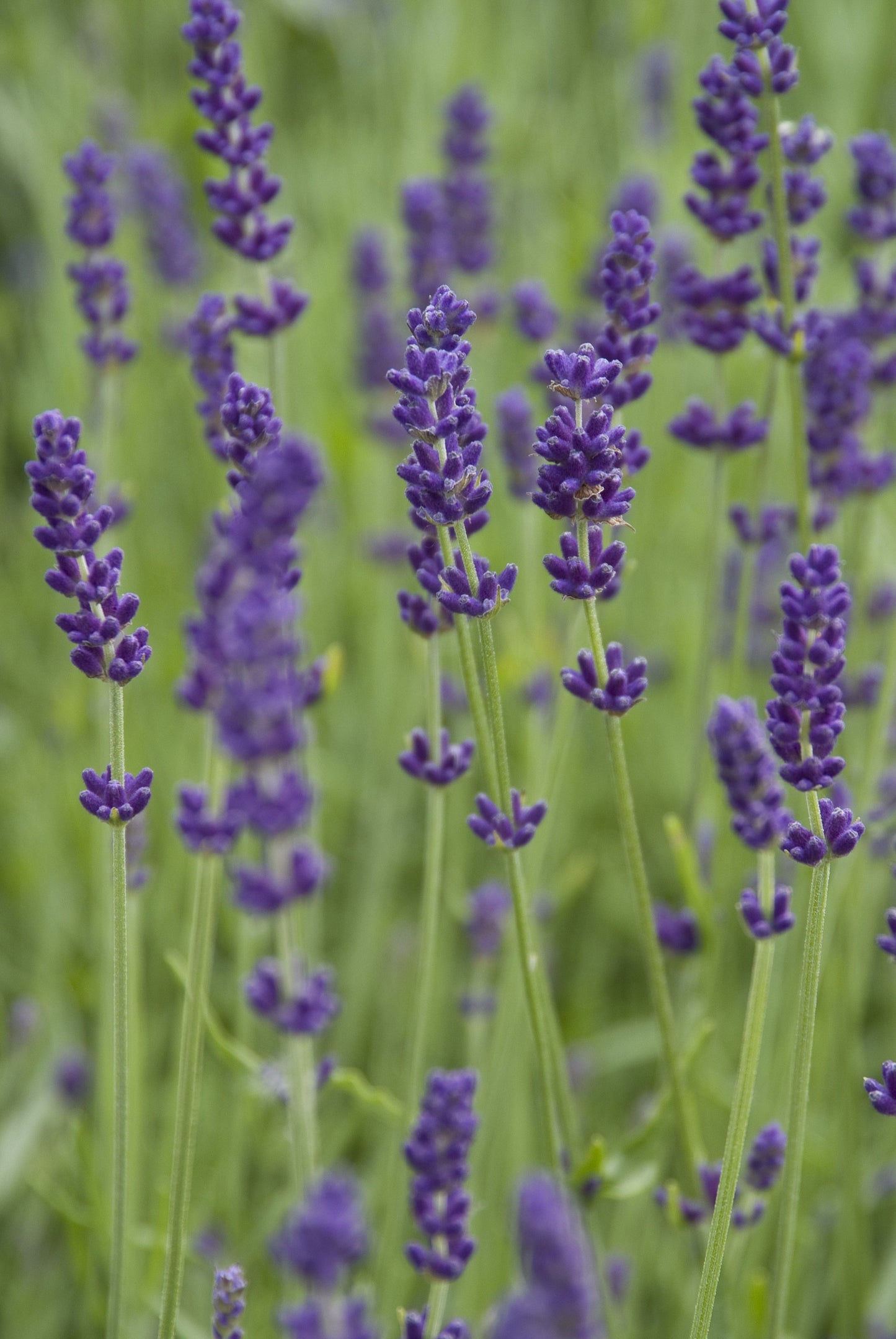 Lavendel (Lavandula angustifolia 'Hidcote') - Tuinplanten