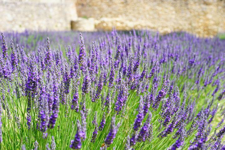 Lavendel (Lavandula angustifolia 'Munstead') - Tuinplanten