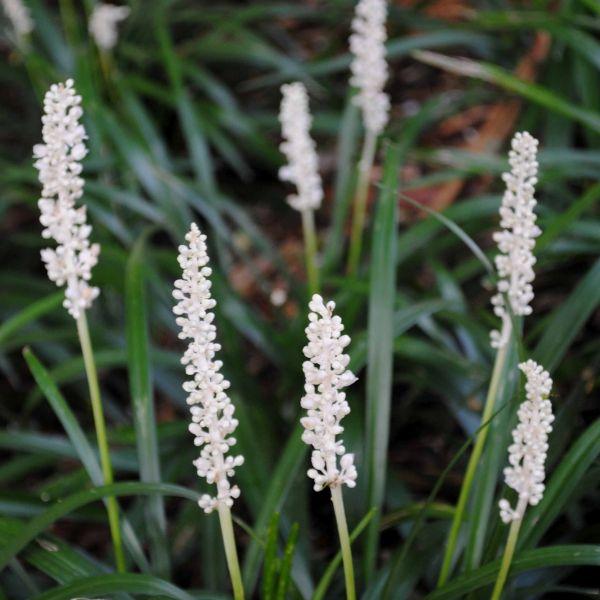 Leliegras (Liriope muscari 'Monroe White') - Tuinplanten
