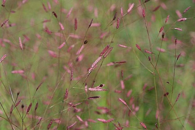 Liefdesgras (eragrostis spectabilis) - Tuinplanten
