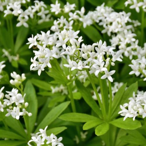 Lieve vrouwebedstro (Galium odoratum) - Tuinplanten