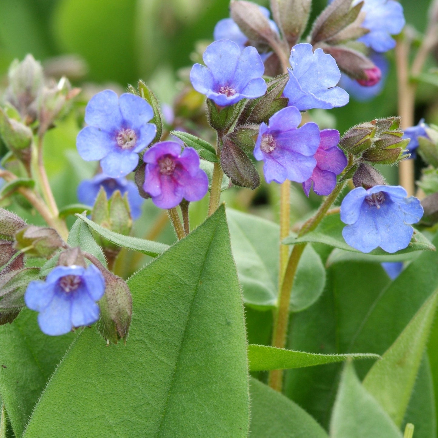 Longkruid (Pulmonaria angustifolia 'Azurea') - Tuinplanten