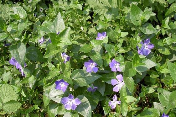 Maagdenpalm (Vinca major) - Tuinplanten