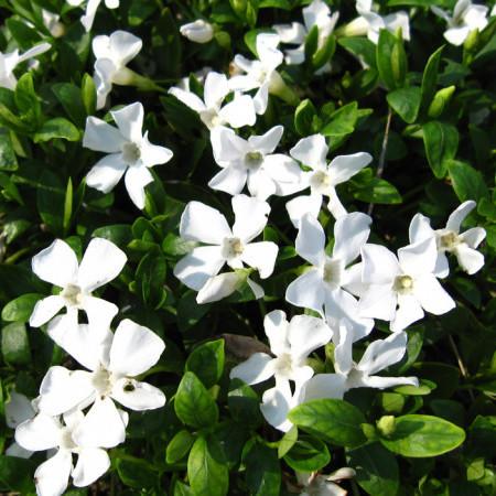 Maagdenpalm (Vinca minor 'Gertrude Jekyll') - Tuinplanten
