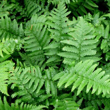 Mannetjes varen (Dryopteris filix-mas) - Tuinplanten