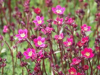 Mossteenbreek (Saxifraga (A) 'Purpurteppich') - Tuinplanten