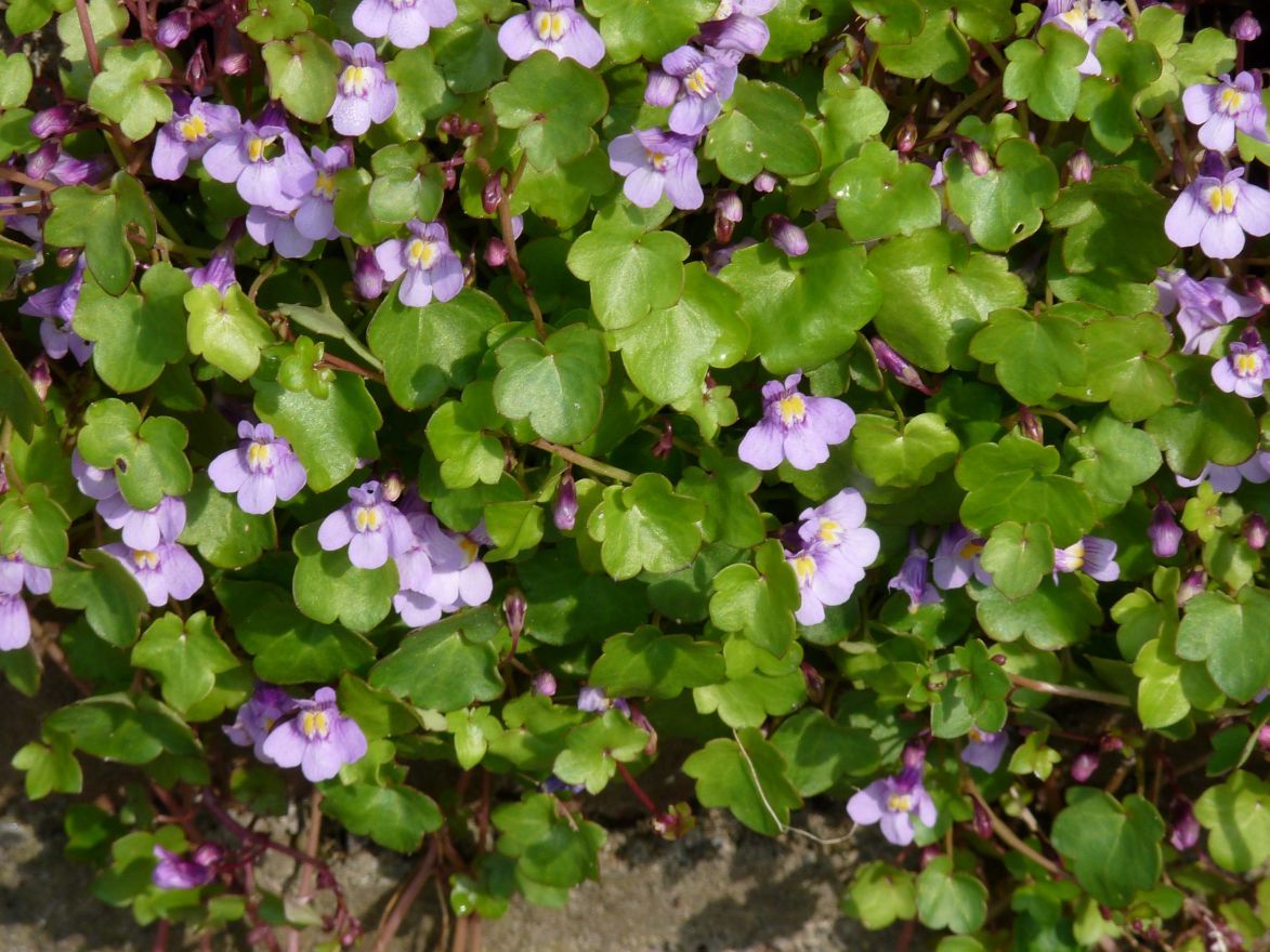 Muurleeuwebek (Cymbalaria muralis) - Tuinplanten