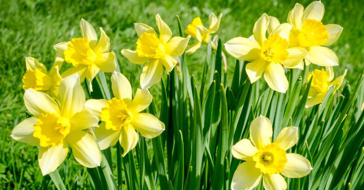 Narcis Holland Sensation - 15 stuks - Bloembollen