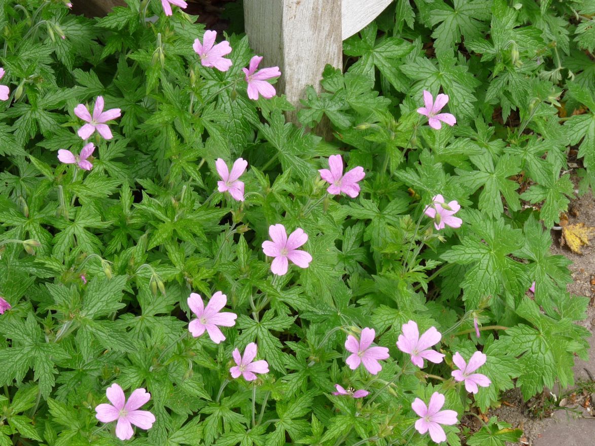 Ooievaarsbek (Geranium endressii 'Wargrave Pink') - Tuinplanten
