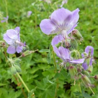 Ooievaarsbek (Geranium phaeum var. lividum) - Tuinplanten