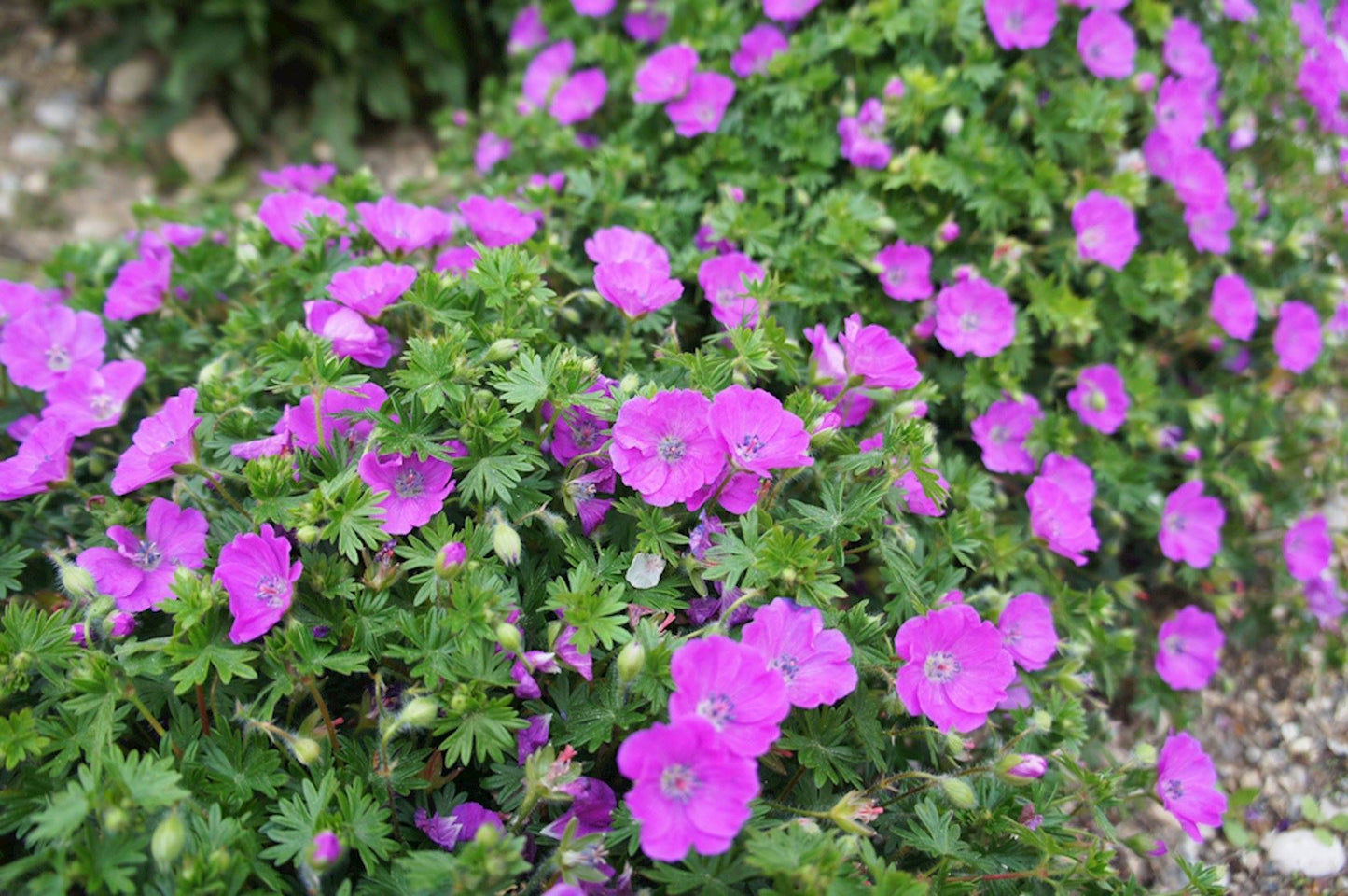 Ooievaarsbek (Geranium sanguineum) - Tuinplanten