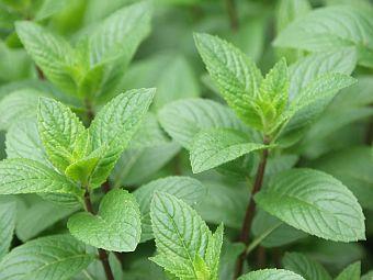 Pepermunt (Mentha x piperita) - Tuinplanten