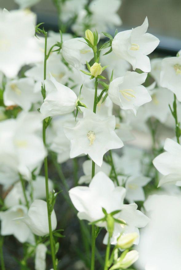 Perzikbladig klokje (Campanula persicifolia 'Alba') - Tuinplanten