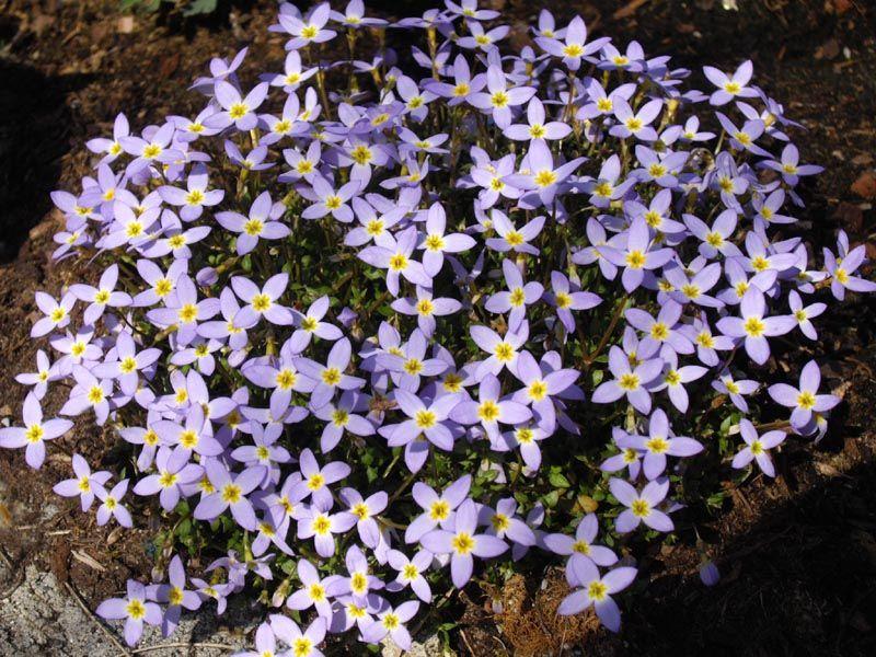 Porseleinsterretje (Houstonia caer. 'Millard's Variety') - Tuinplanten